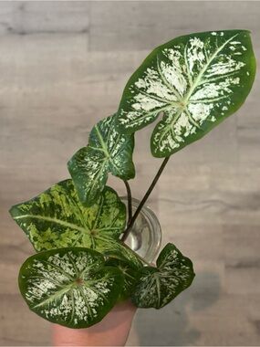 Caladium Bicolor Plant Cutting
